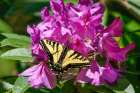 Issaquah, Washington, USA. Western tiger swallowtail butterfly on a Pacific Rhododendron in bloom. Art Print